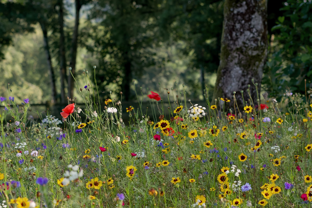 Wildblumenwiese mit Bäumen im Hintergrund