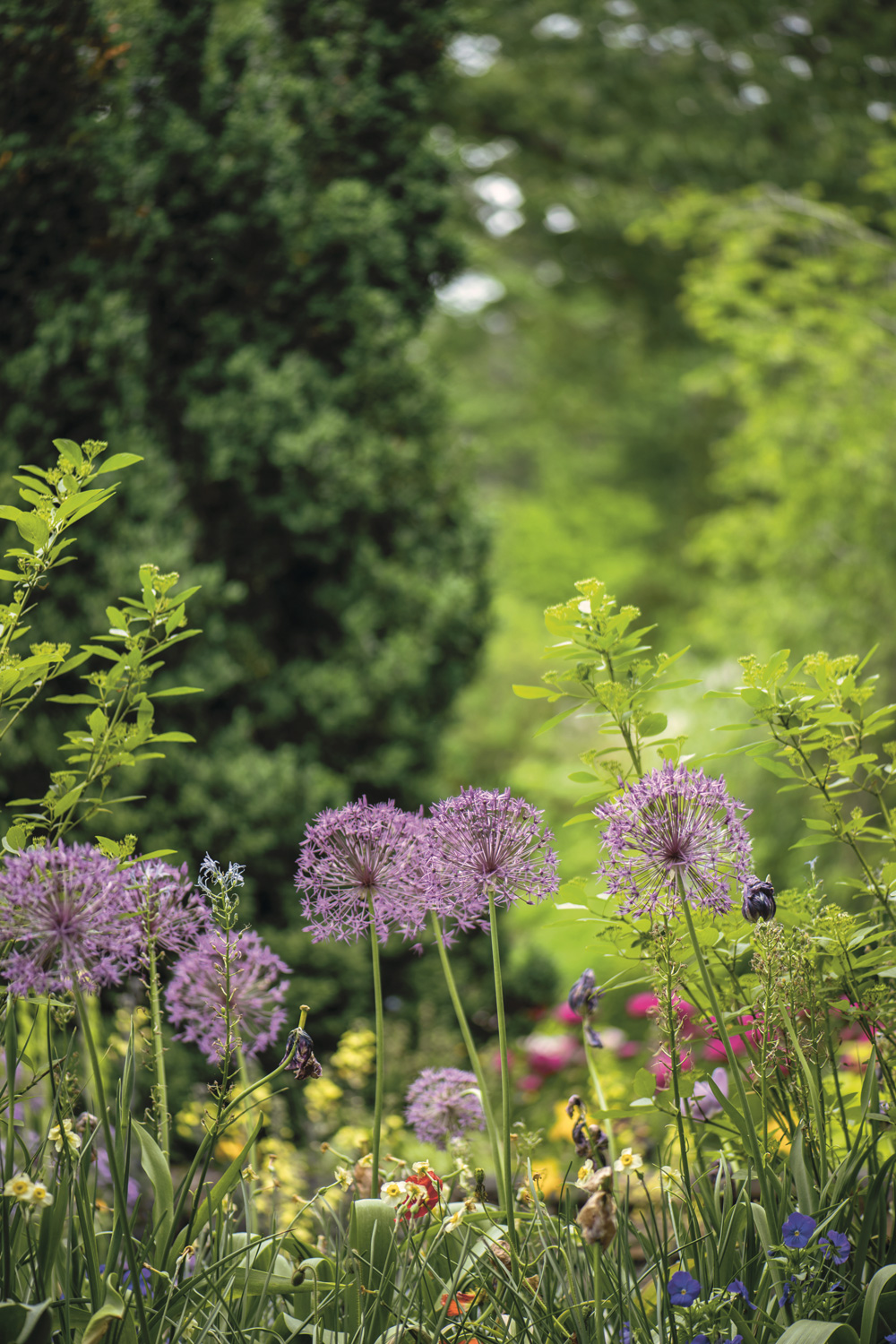 Wildblumenwiese mit lila Blumen